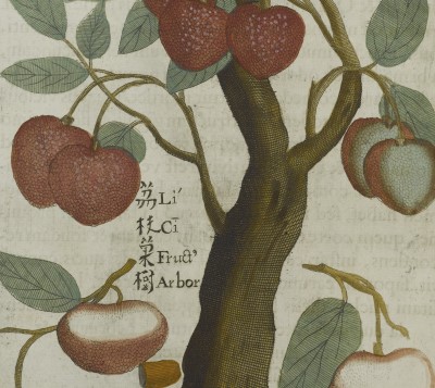 Vai alla pagina Michael Boym, Flora sinensis